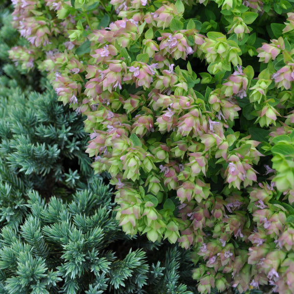 Hopfen-Oregano Dingle Fairy – Saisonpflanze mit duftenden, rosa Blütendolden