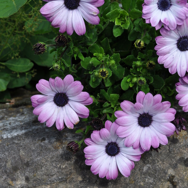 Kapmargerite Pink + Eye 21 – Saisonpflanze für sonnige Standorte