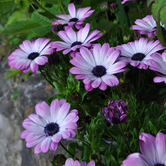 Kapmargerite Pink + Eye 21 – Saisonpflanze für sonnige Standorte