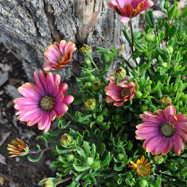 Kapmargerite Pink Sun – Sommerflor für sonnige Standorte
