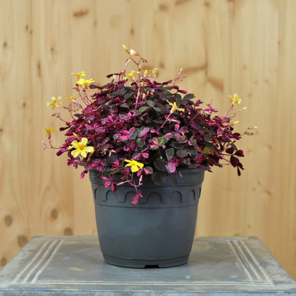 Ein buntlaubiger Sauerklee – Oxalis 'Crazy Pink'
