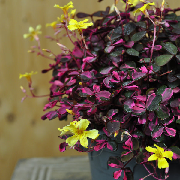 Ein buntlaubiger Sauerklee – Oxalis 'Crazy Pink'
