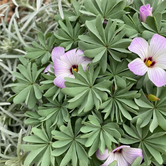 Berg-Sauerklee (Oxalis adenophylla) – lila blühende Steingarten-Staude aus Schweizer Produktion