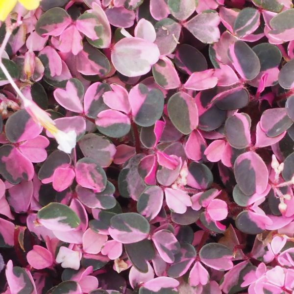 Ein buntlaubiger Sauerklee – Oxalis 'Crazy Pink'