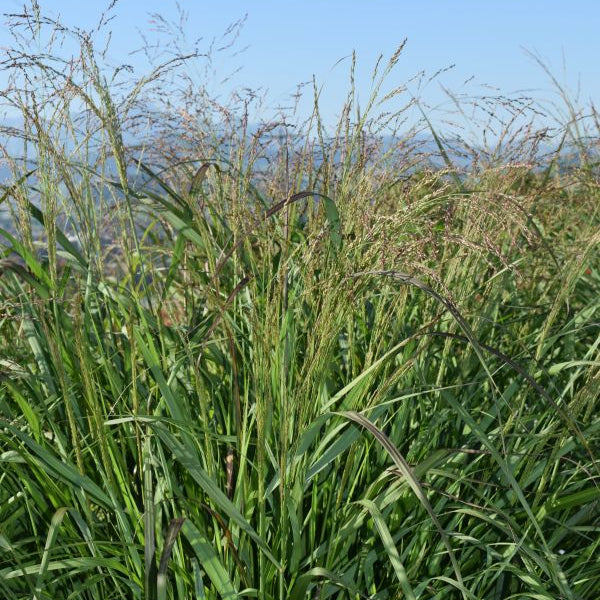Grossblütige Ruten-Hirse Warrior: Ziergras mit imposanten Blüten-Rispen aus Schweizer Produktion