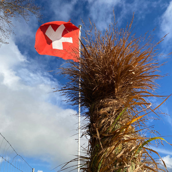 Grossblütige Ruten-Hirse Warrior: Ziergras mit imposanten Blüten-Rispen aus Schweizer Produktion