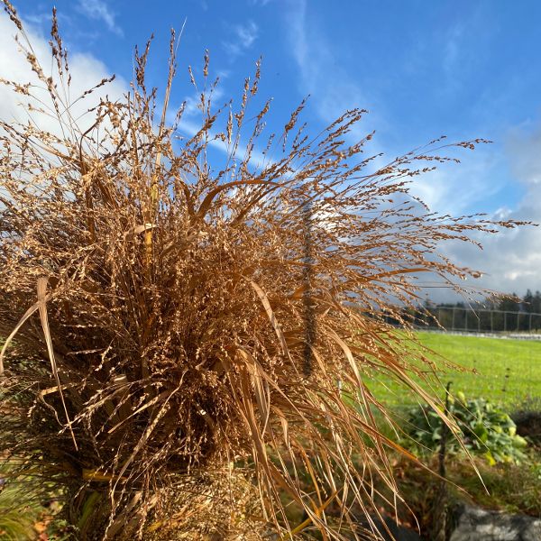 Grossblütige Ruten-Hirse Warrior: Ziergras mit imposanten Blüten-Rispen aus Schweizer Produktion