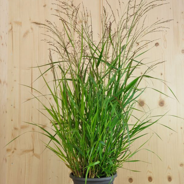 Grossblütige Ruten-Hirse Warrior: Ziergras mit imposanten Blüten-Rispen aus Schweizer Produktion