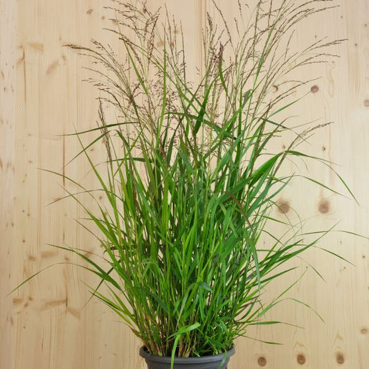 Grossblütige Ruten-Hirse Warrior: Ziergras mit imposanten Blüten-Rispen aus Schweizer Produktion