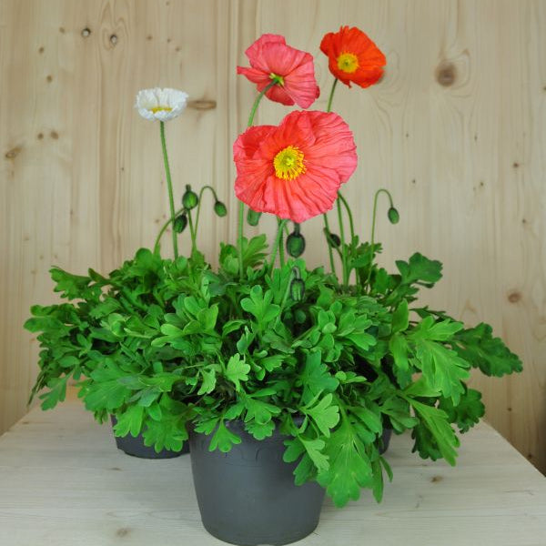 Der insektenliebende Islandmohn - Papaver nudicaule MIX