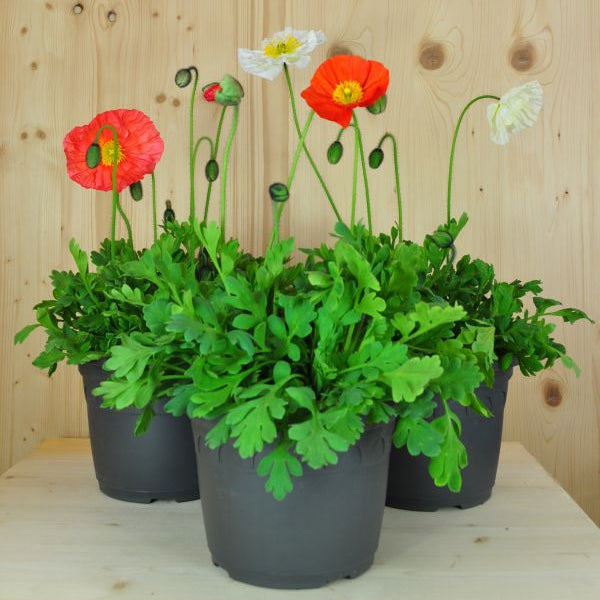 Der insektenliebende Islandmohn - Papaver nudicaule MIX