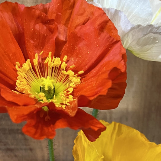 Der insektenliebende Islandmohn - Papaver nudicaule MIX