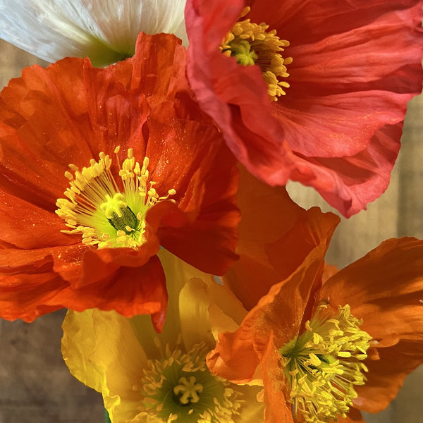 Der insektenliebende Islandmohn - Papaver nudicaule MIX