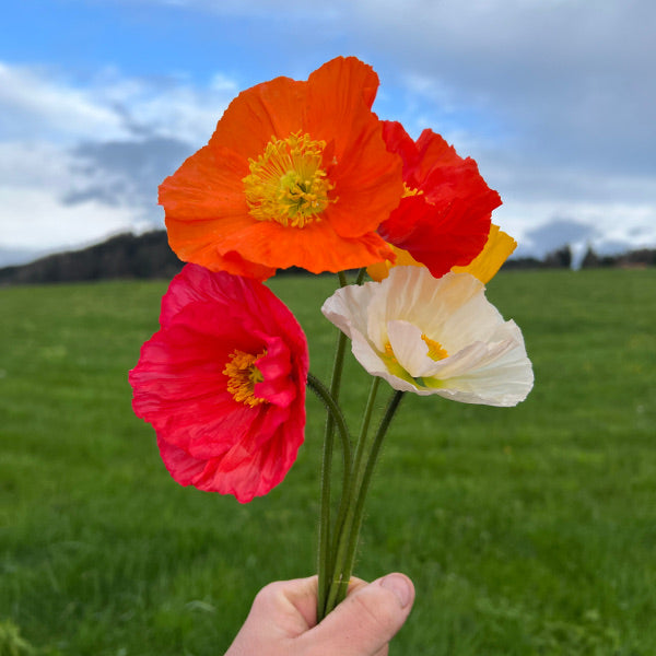 Der insektenliebende Islandmohn - Papaver nudicaule MIX