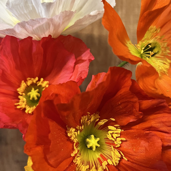 Der insektenliebende Islandmohn - Papaver nudicaule MIX