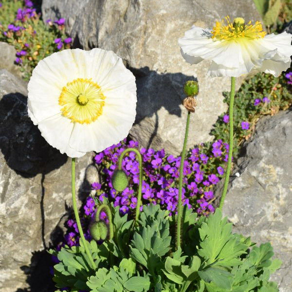 Islandmohn Bubbles White – einjährige Blütenschmuckstaude für Bienen