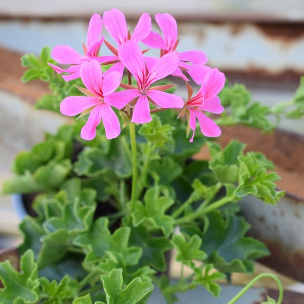 Hängegeranie Balcon Lilac – lila Sommerflor für sonnige Plätze