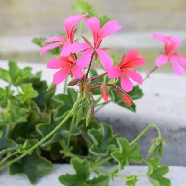 Hängegeranie Balcon Pink im 13er Topf – Saisonpflanze für sonnige Balkone