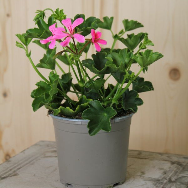 Hängegeranie Balcon Lilac – lila Sommerflor für sonnige Plätze