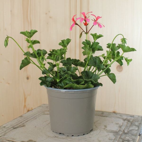 Hängegeranie Balcon Pink im 13er Topf – Saisonpflanze für sonnige Balkone