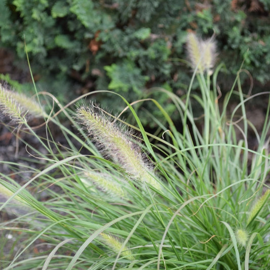 Das zähe und winterbeständige Federborstengras - Pennisetum alopecuroides Hameln