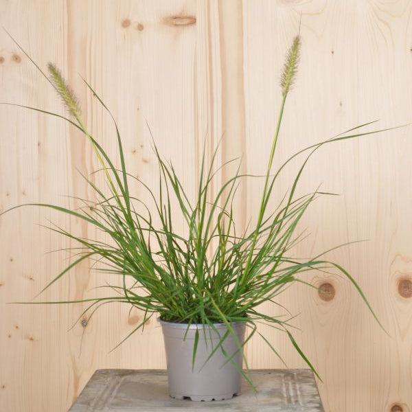 Das zähe und winterbeständige Federborstengras - Pennisetum alopecuroides Hameln