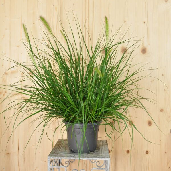 Das zähe und winterbeständige Federborstengras - Pennisetum alopecuroides Hameln