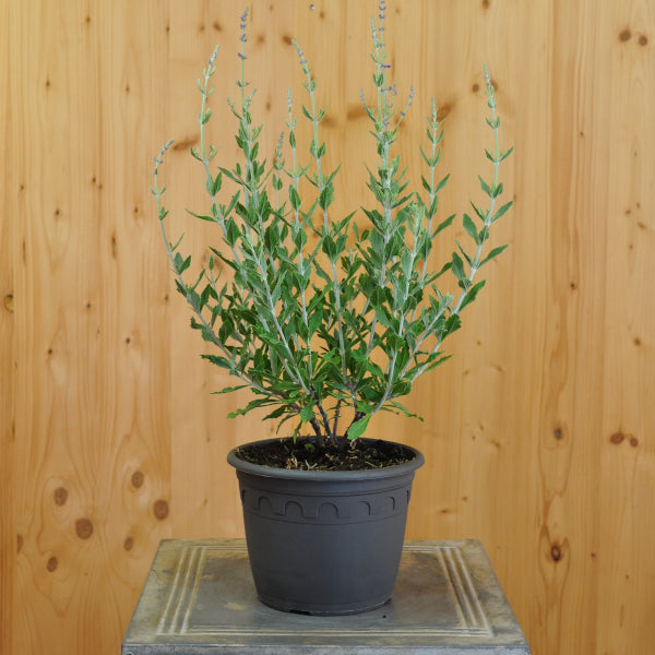 Kleine Blauraute Little Spire – Blauer Sommerflor für Bienenfreunde aus Schweizer Produktion