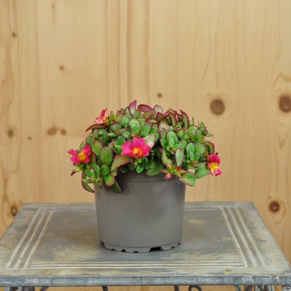 Portulak Fuchsia – Teppichbildende Saisonpflanze im 12er Topf