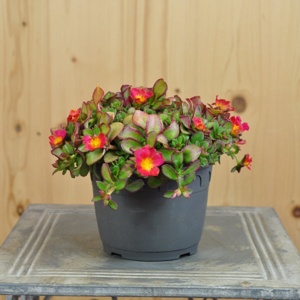 Portulaca oleracea Fuchsia im 14er Topf – Pinkfarbener Portulak aus Schweizer Produktion