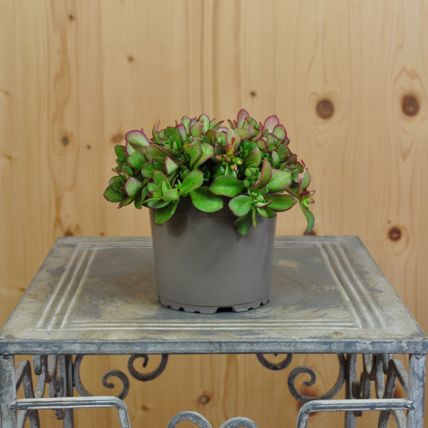 Portulak Fuchsia – Teppichbildende Saisonpflanze im 12er Topf