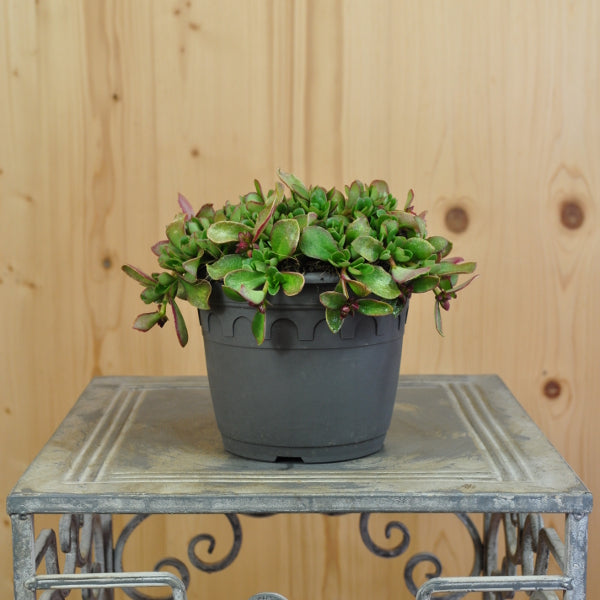 Portulaca oleracea Fuchsia im 14er Topf – Pinkfarbener Portulak aus Schweizer Produktion