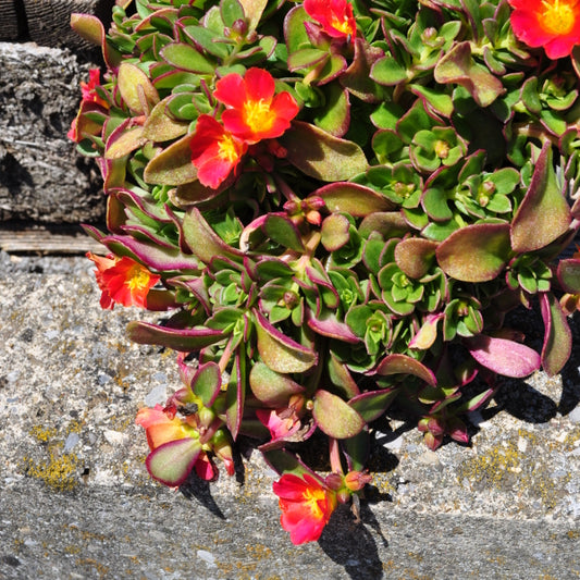 Portulak Fuchsia – Teppichbildende Saisonpflanze im 12er Topf