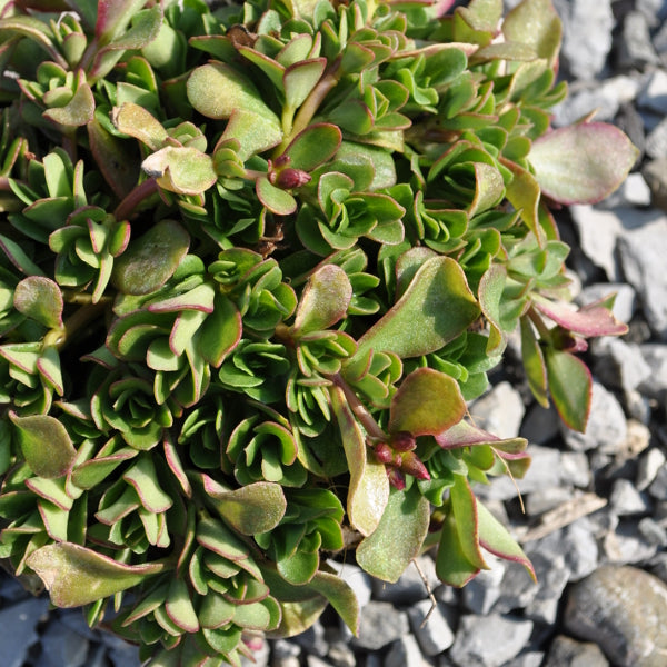 Portulak Fuchsia – Teppichbildende Saisonpflanze im 12er Topf