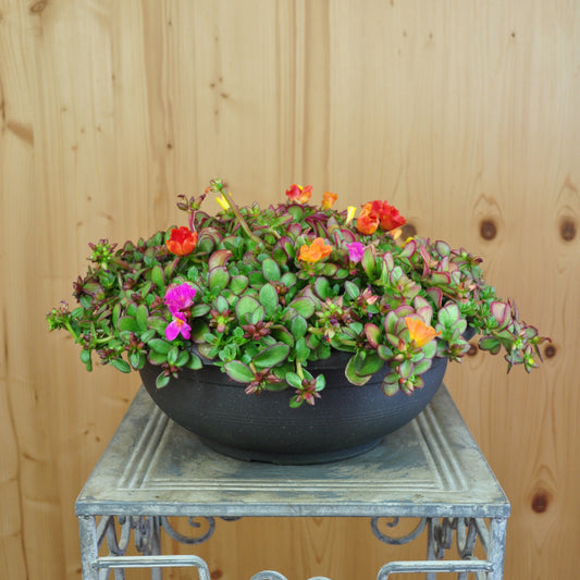 Portulak Mix – Sukkulenter Sommerflor für sonnige Standorte