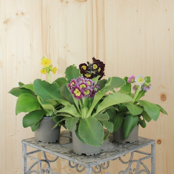 Die heimische Alpenaurikel - Primula auricula