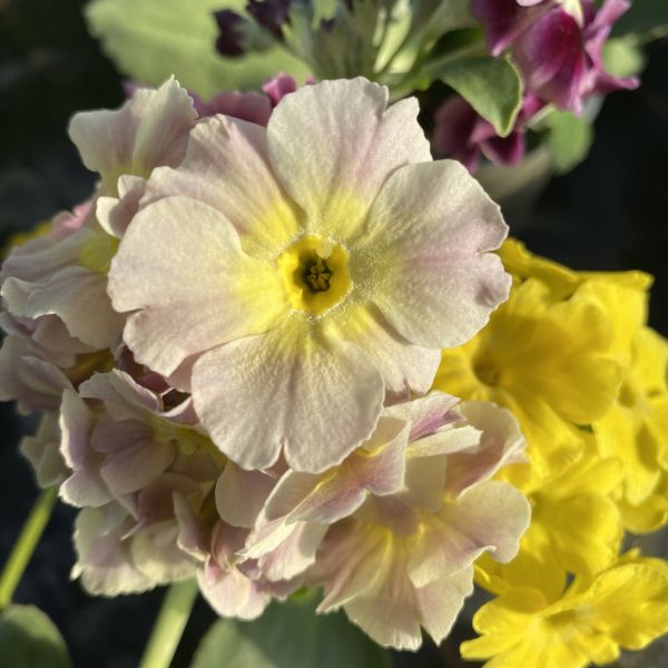 Die heimische Alpenaurikel - Primula auricula