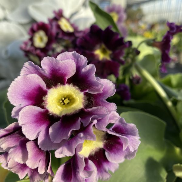 Die heimische Alpenaurikel - Primula auricula