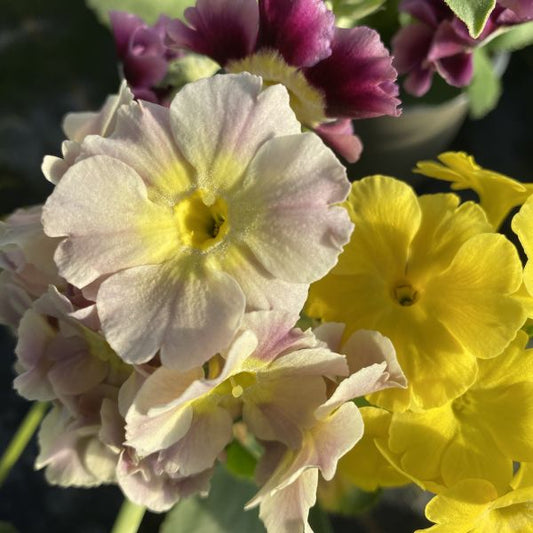 Die heimische Alpenaurikel - Primula auricula