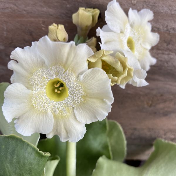 Die heimische Alpenaurikel - Primula auricula