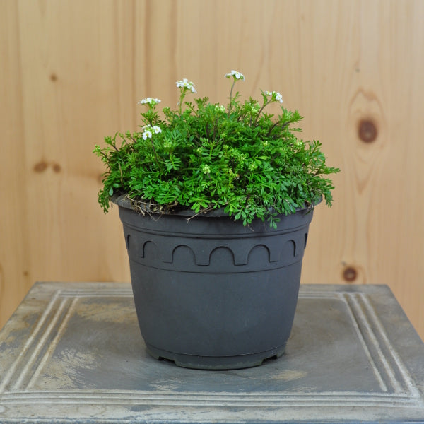 Die polsterbildende Alpen-Gämskresse - Pritzelago alpina Crystal Carpet