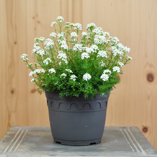 Die polsterbildende Alpen-Gämskresse - Pritzelago alpina Crystal Carpet