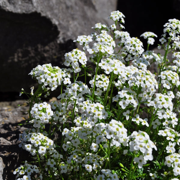 Die polsterbildende Alpen-Gämskresse - Pritzelago alpina Crystal Carpet