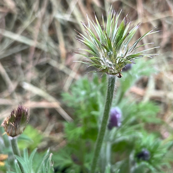 Die unter Naturschutz stehende Küchenschelle - Pulsatilla vulgaris Violet Shades