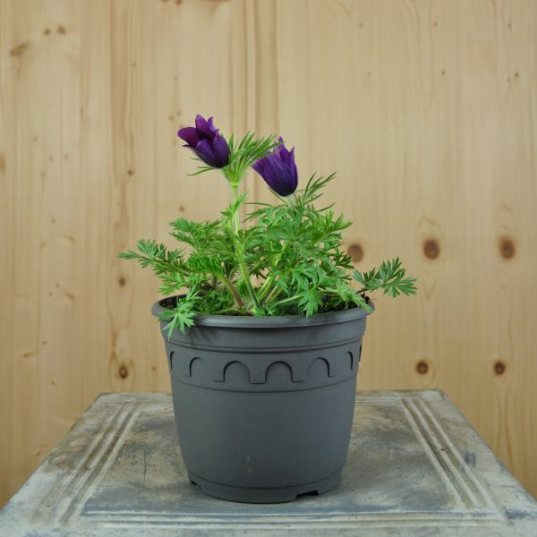 Die unter Naturschutz stehende Küchenschelle - Pulsatilla vulgaris Violet Shades