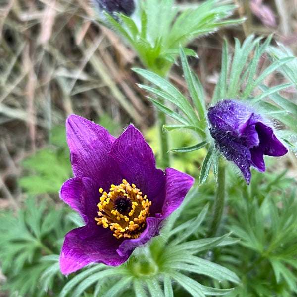 Die unter Naturschutz stehende Küchenschelle - Pulsatilla vulgaris Violet Shades