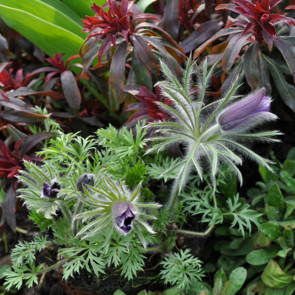 Die unter Naturschutz stehende Küchenschelle - Pulsatilla vulgaris Violet Shades