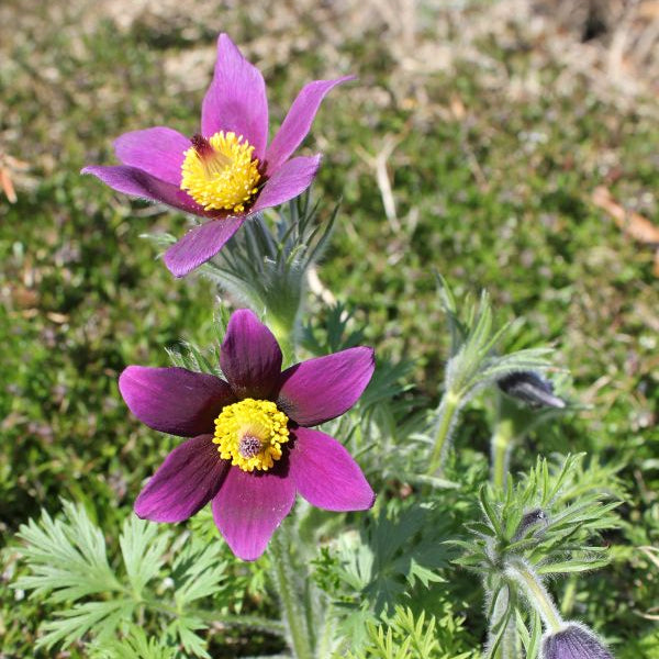 Die unter Naturschutz stehende Küchenschelle - Pulsatilla vulgaris Violet Shades