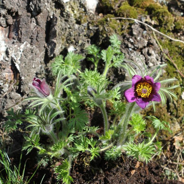 Die unter Naturschutz stehende Küchenschelle - Pulsatilla vulgaris Violet Shades