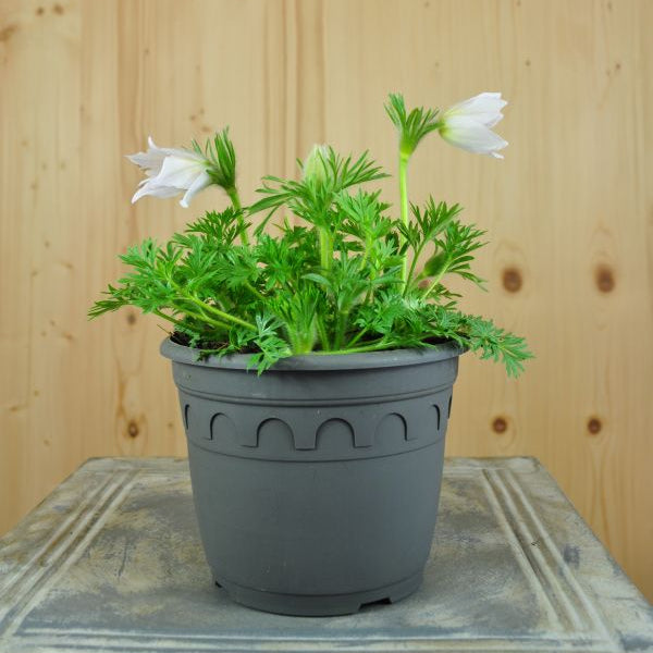 Die unter Naturschutz stehende Küchenschelle - Pulsatilla vulgaris Red White